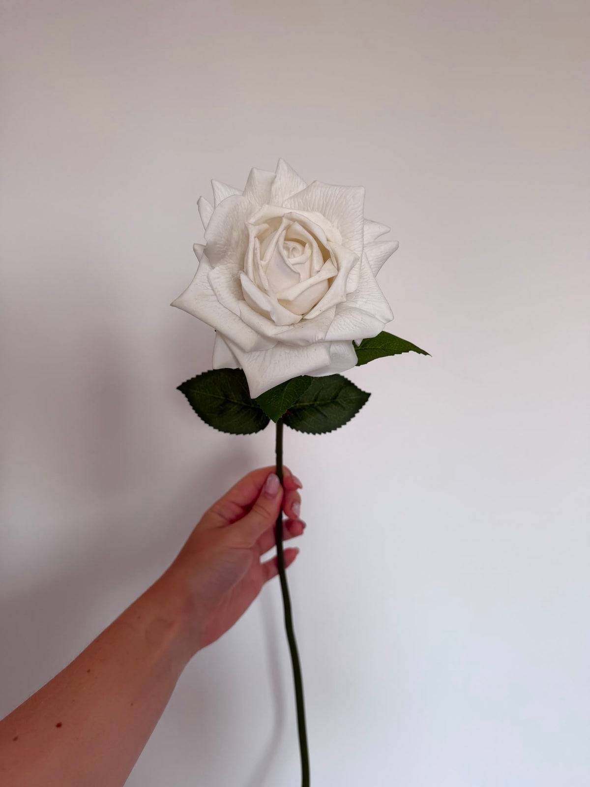 Rose Sample Stem