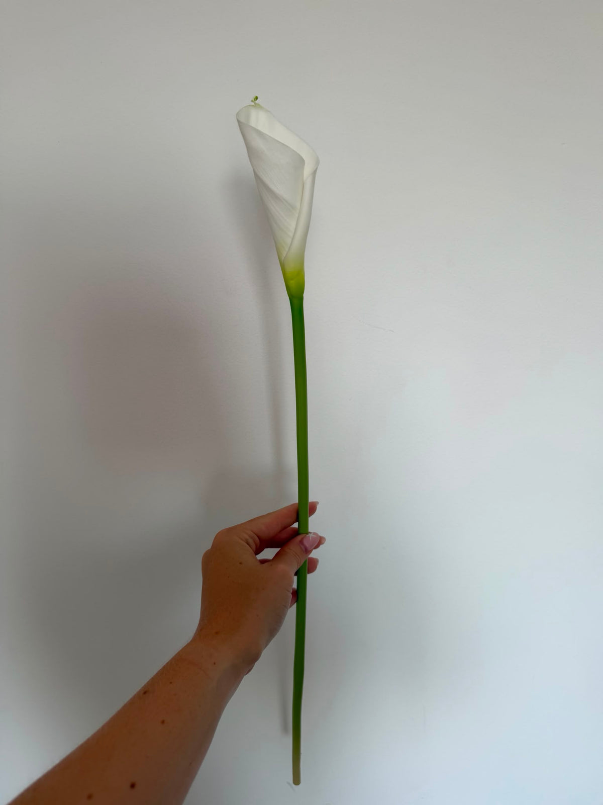 Calla Lily Sample Stem